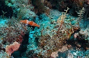 Macropharyngodon bipartitus Dynanema moluccana hydr-Maldives Mahibadoo Rock-9m-20240424-da-DSC_6634_tn